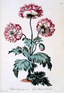 Gartenmohn mit schwarzen Samen, Illustration aus 